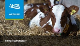 GB dairy calf strategy